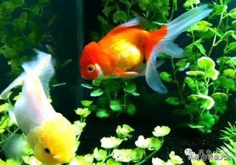 養金魚入門|在家怎樣養金魚不會死 11招送給養魚新手